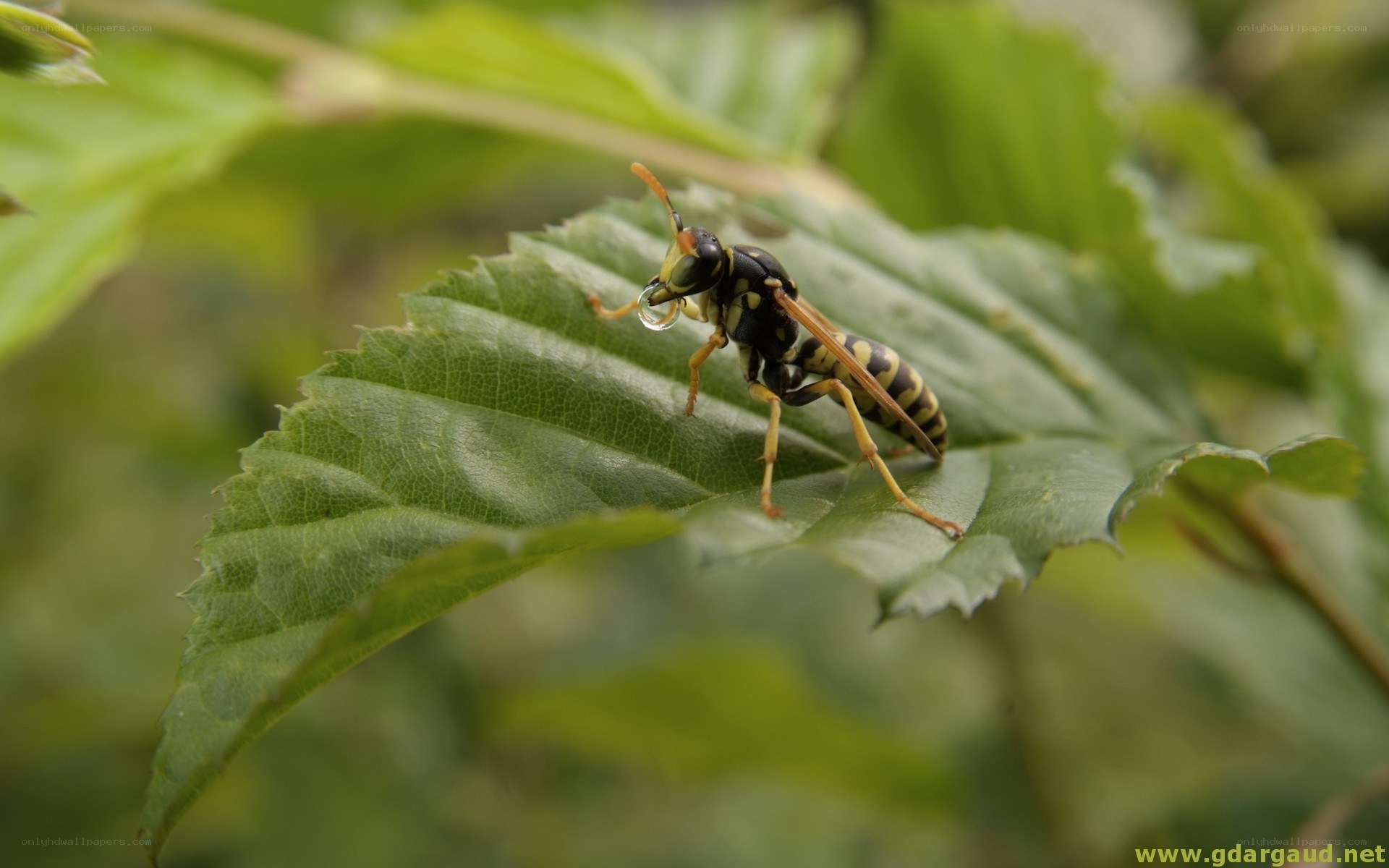 wasp on a green leaf