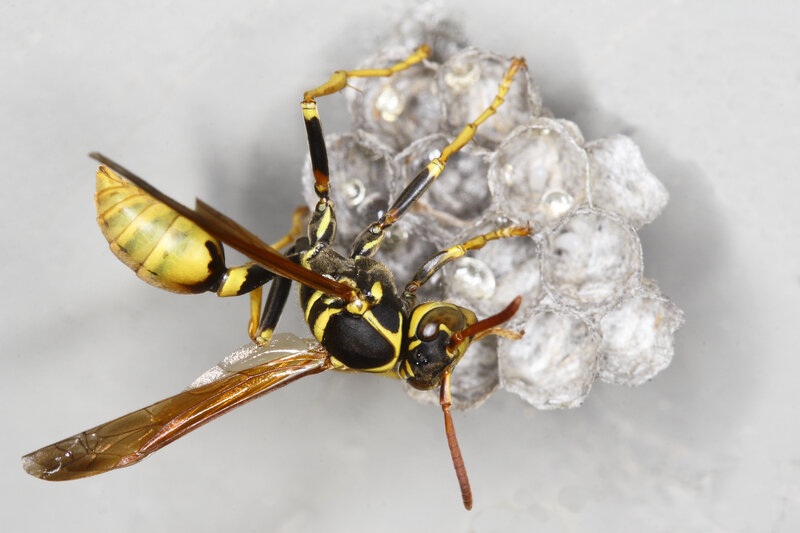 wasp on a nest