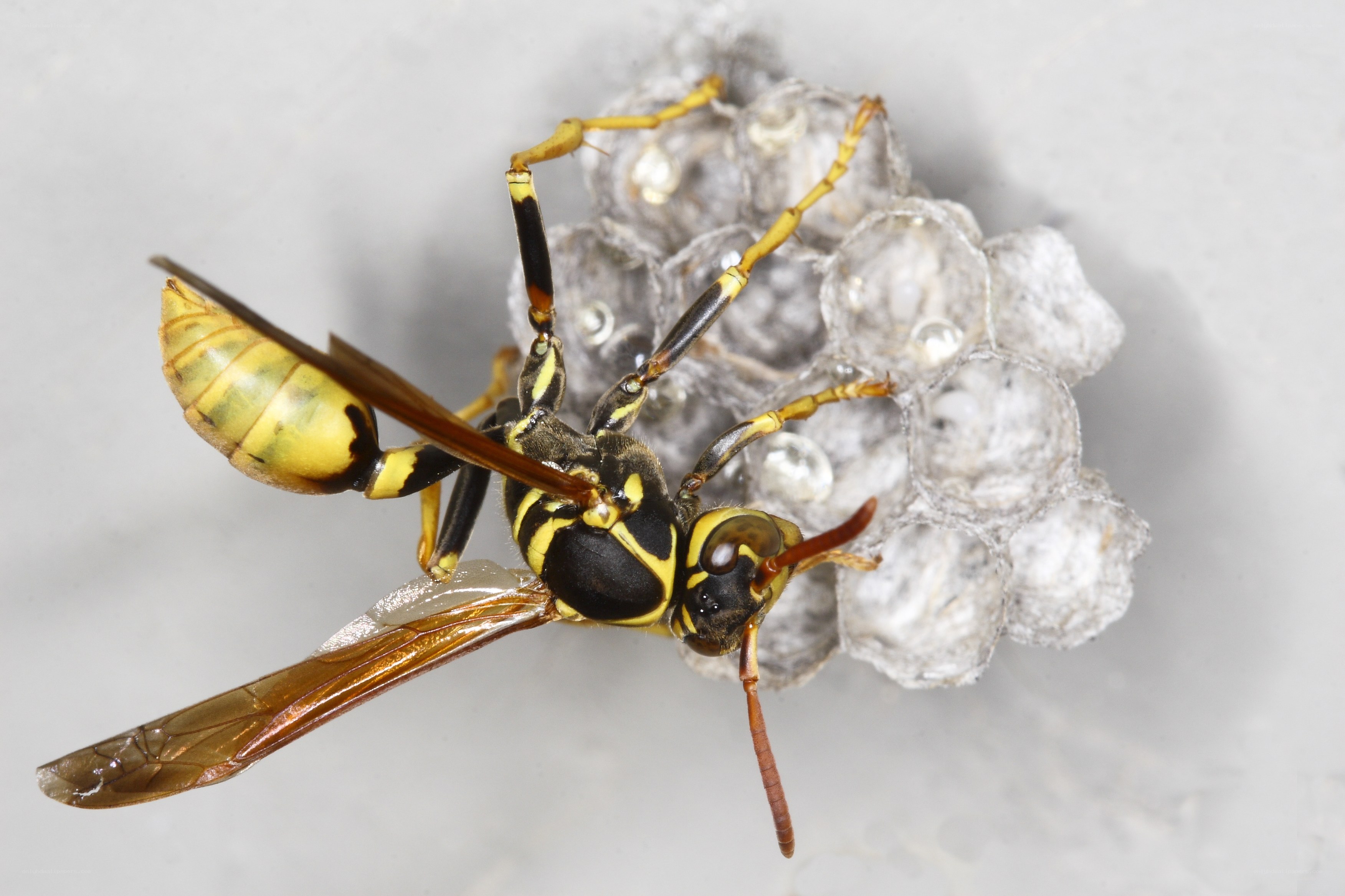 wasp on a nest