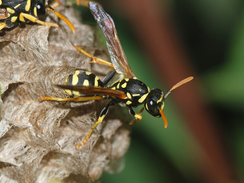 wasp on a nest