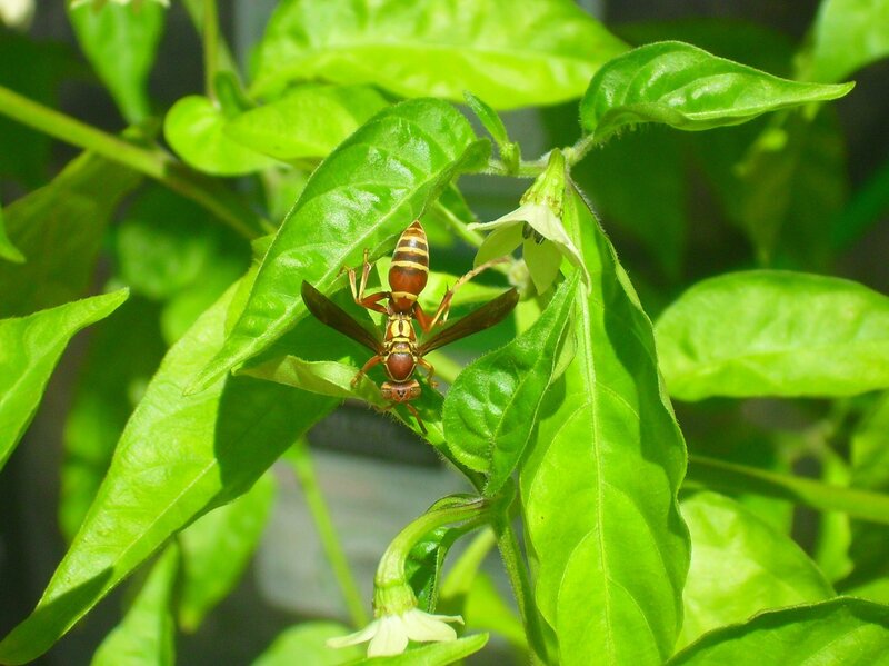 wasp on a pepper plant