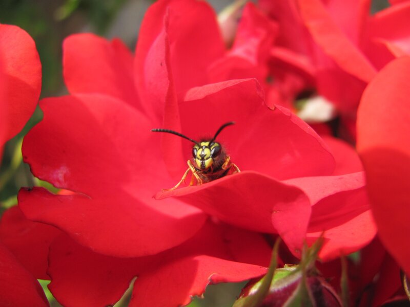 wasp on a red rose