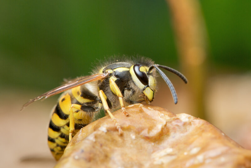 wasp on a rock
