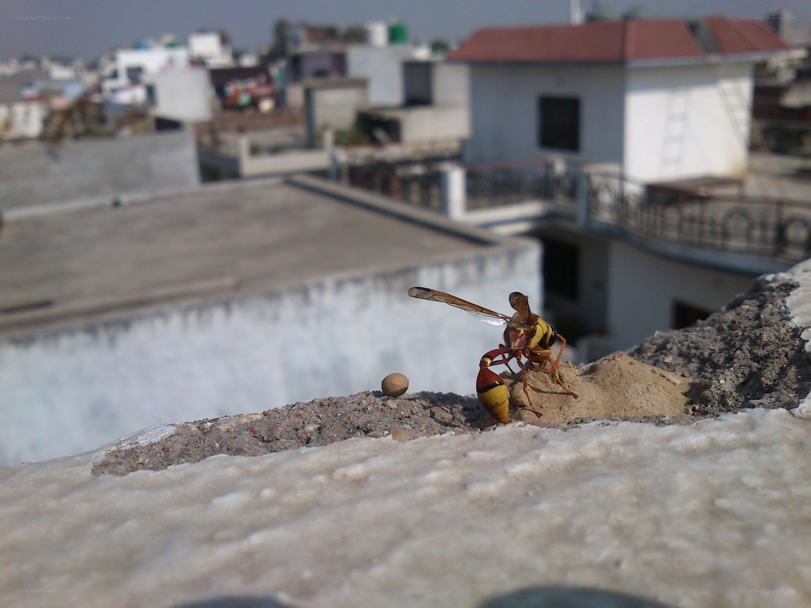 wasp on a rooftop
