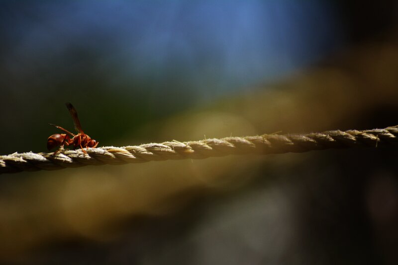 Wasp on a Rope — Brown