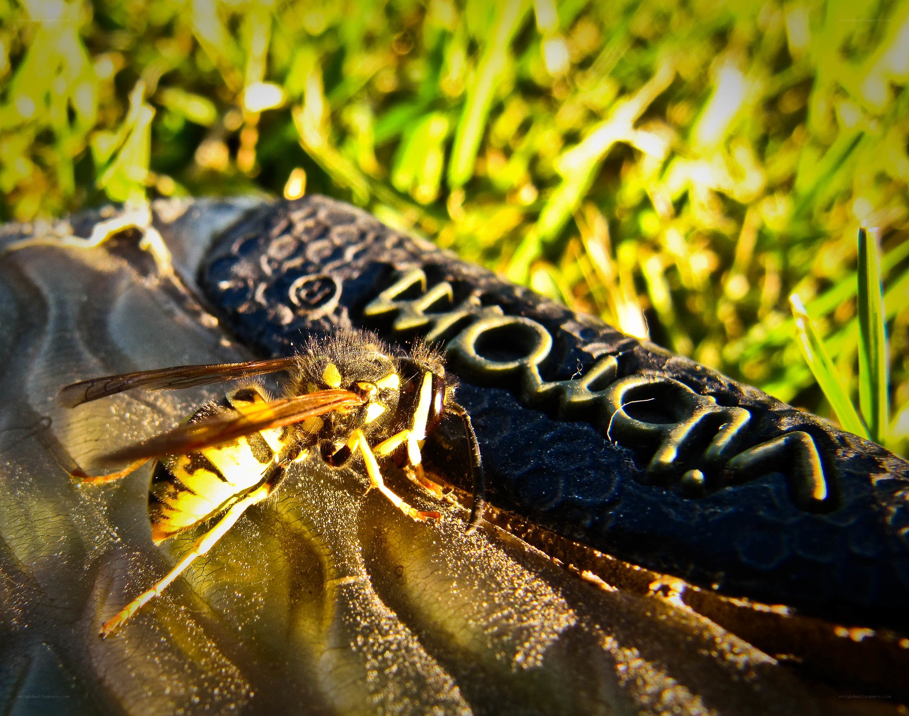wasp on a shoe in grass