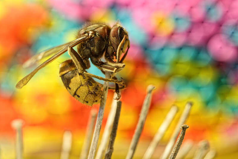 Wasp on a Stick
