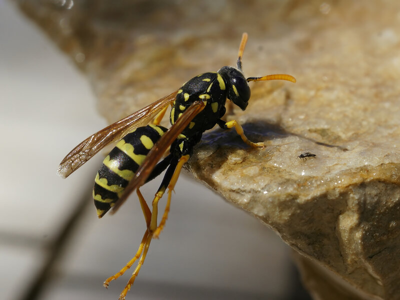 wasp on a stone surface
