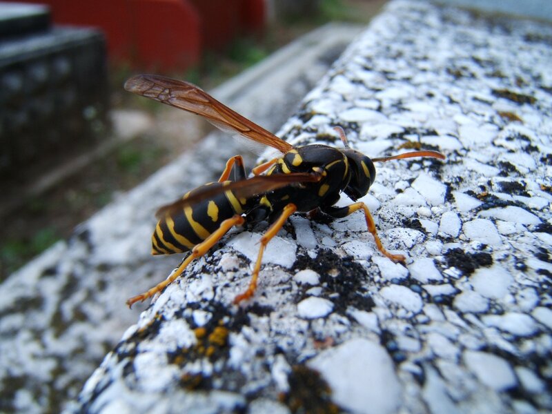 wasp on a stone surface