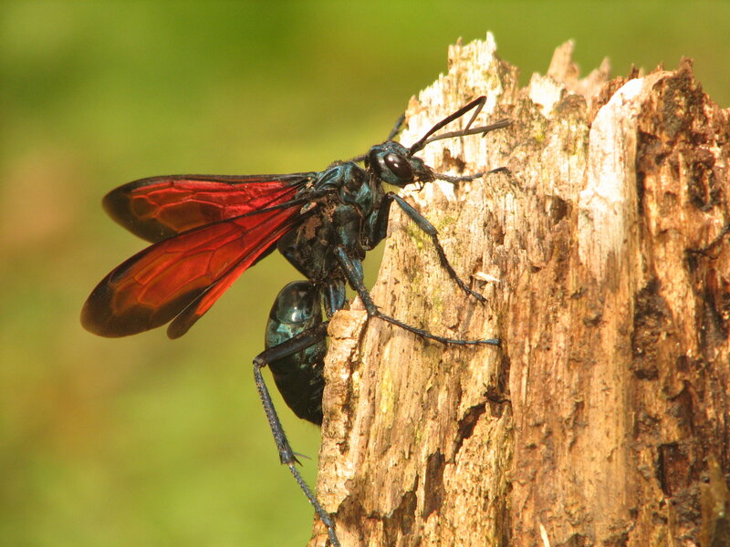 wasp on a tree stump
