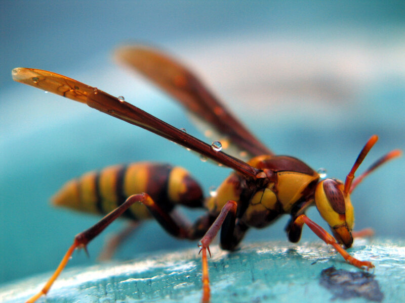 wasp on a wet surface