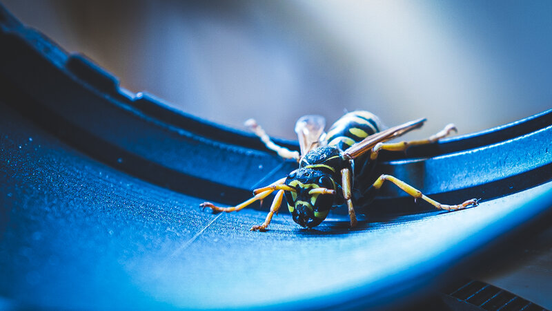 Wasp on Blue Surface — Dramatic