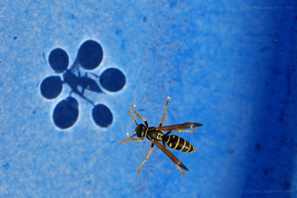 wasp on blue surface
