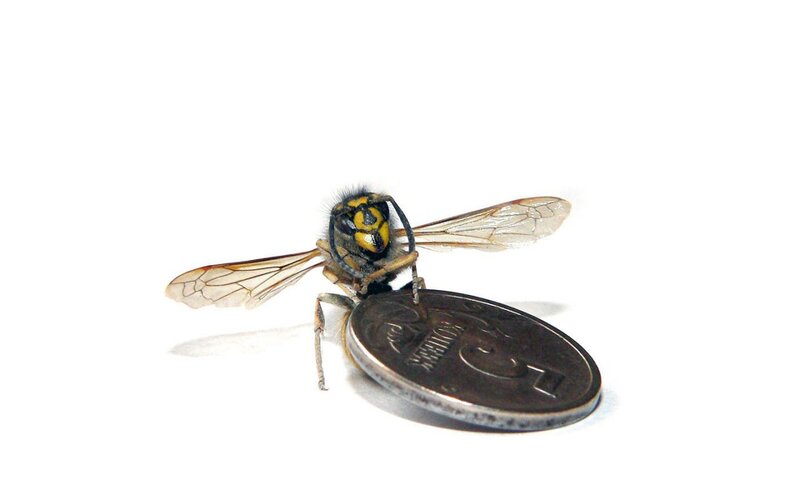 Wasp on Coin