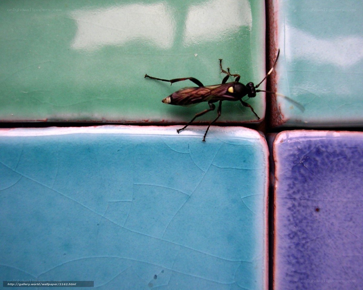 wasp on colorful tiles