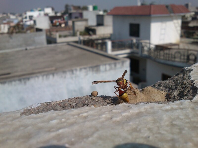 Wasp on Concrete Ledge — Gray