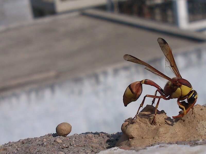 Wasp on Concrete