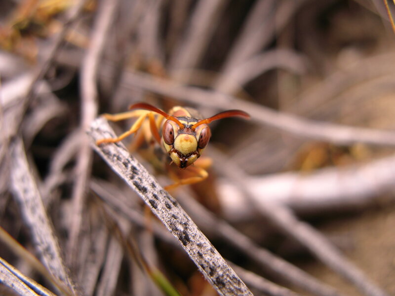 wasp on dry grass