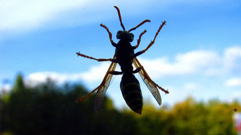 Wasp on Glass