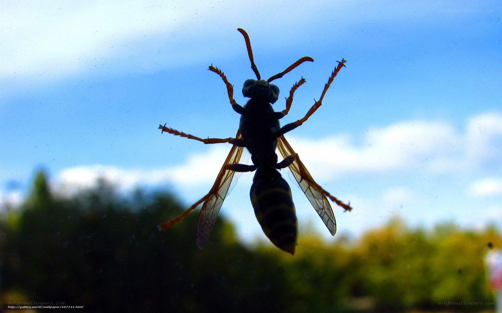 wasp on glass window