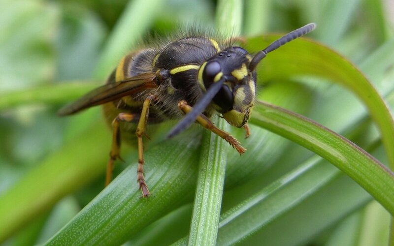 wasp on green leaf