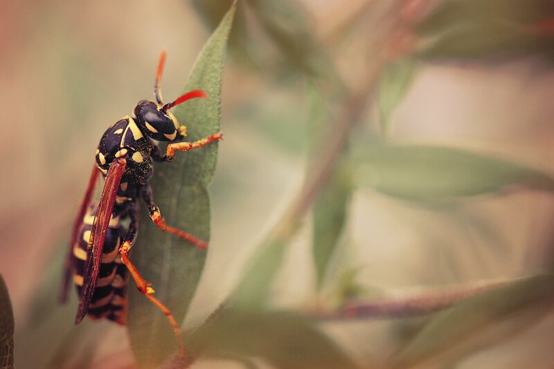 Wasp on Green Leaf — Calm