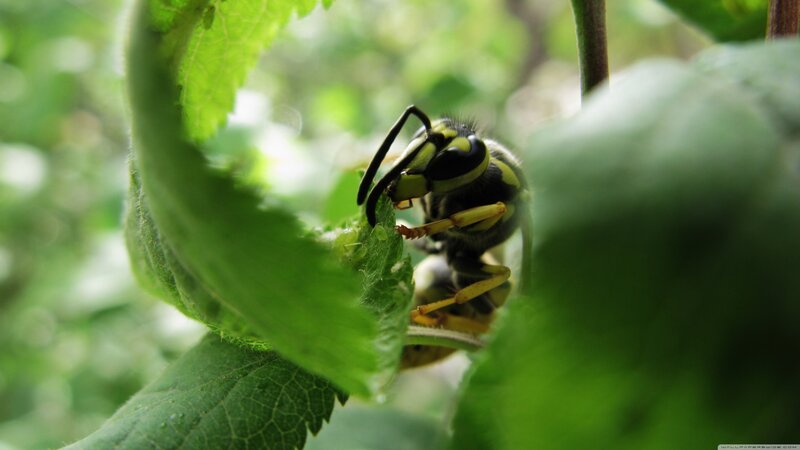 Wasp on Green Leaf — Natural, Afternoon