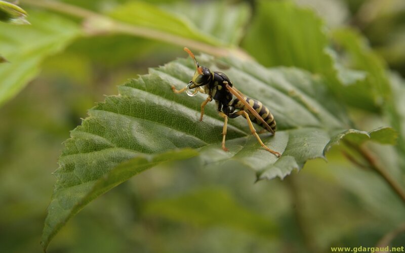 Wasp on Green Leaf — Natural, Photograph