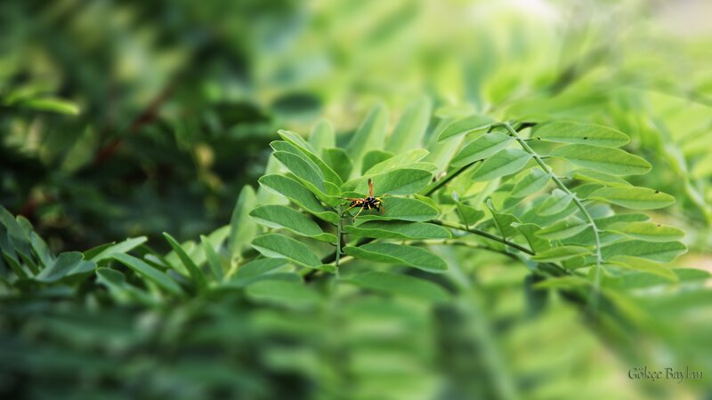 Wasp on Green Leaf — Serene