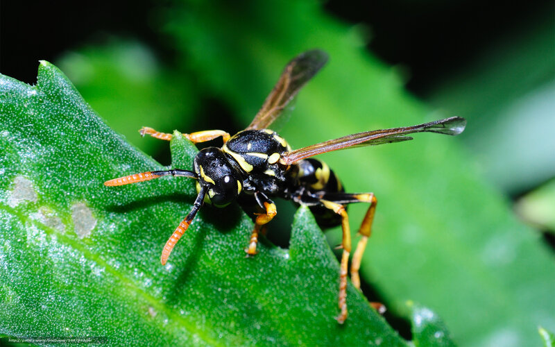 wasp on green leaf