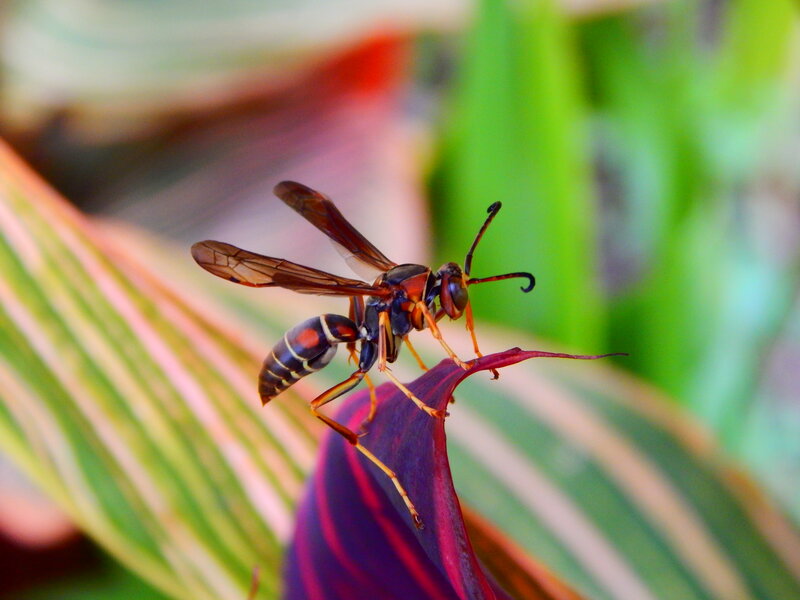 Wasp on Leaf