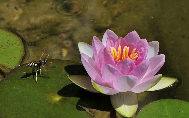 Wasp on lily pad near water lily
