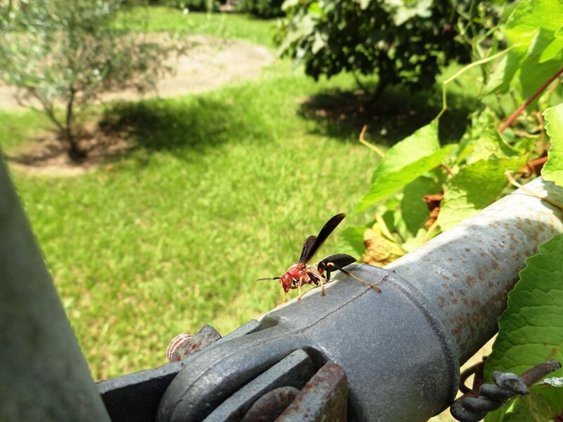 Wasp on Metal Pipe