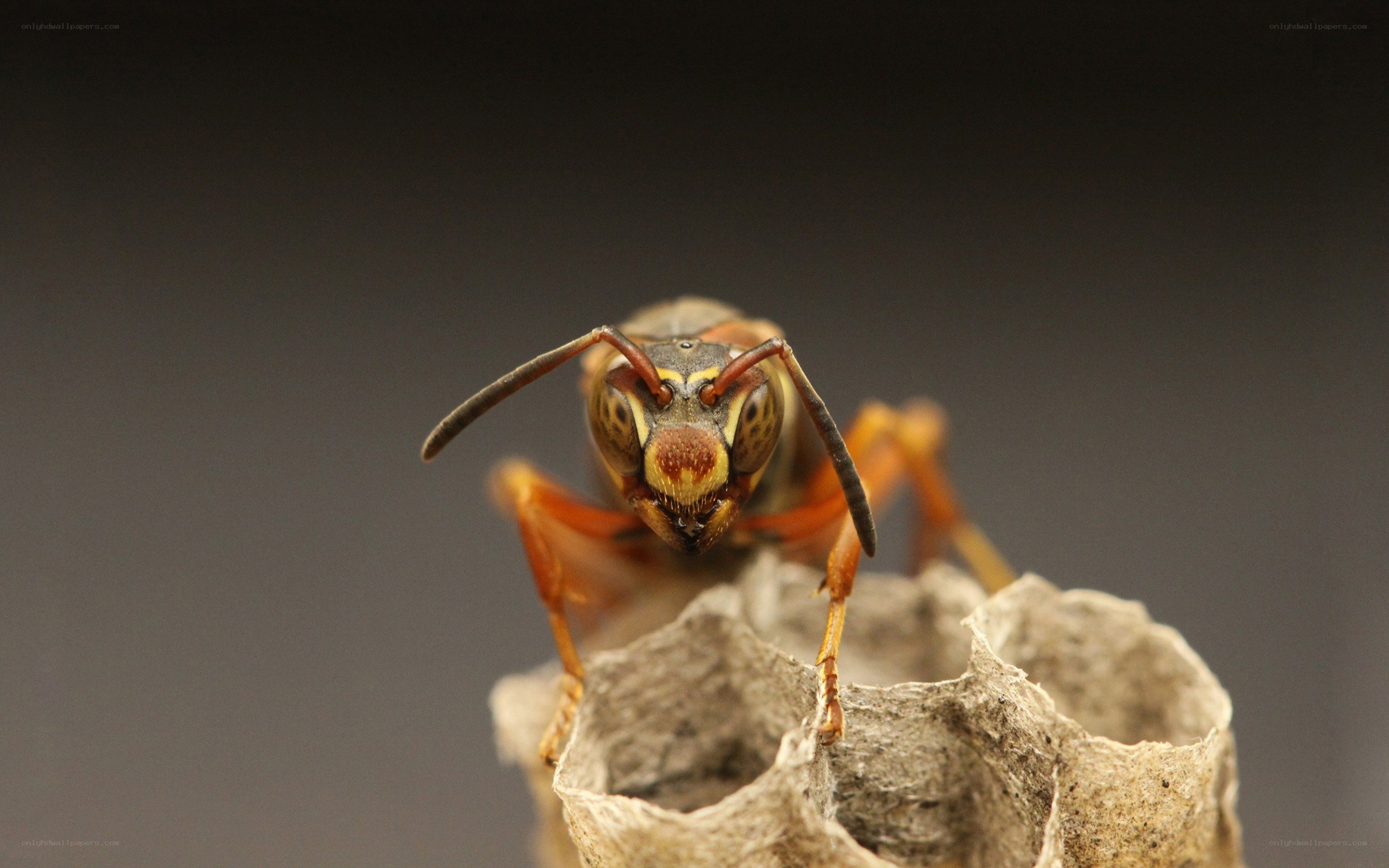 wasp on nest close-up