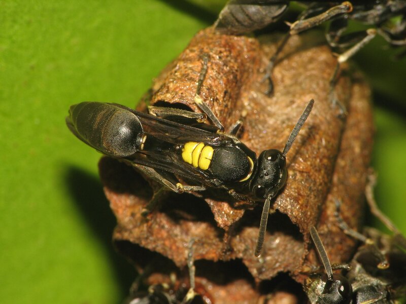 wasp on nest
