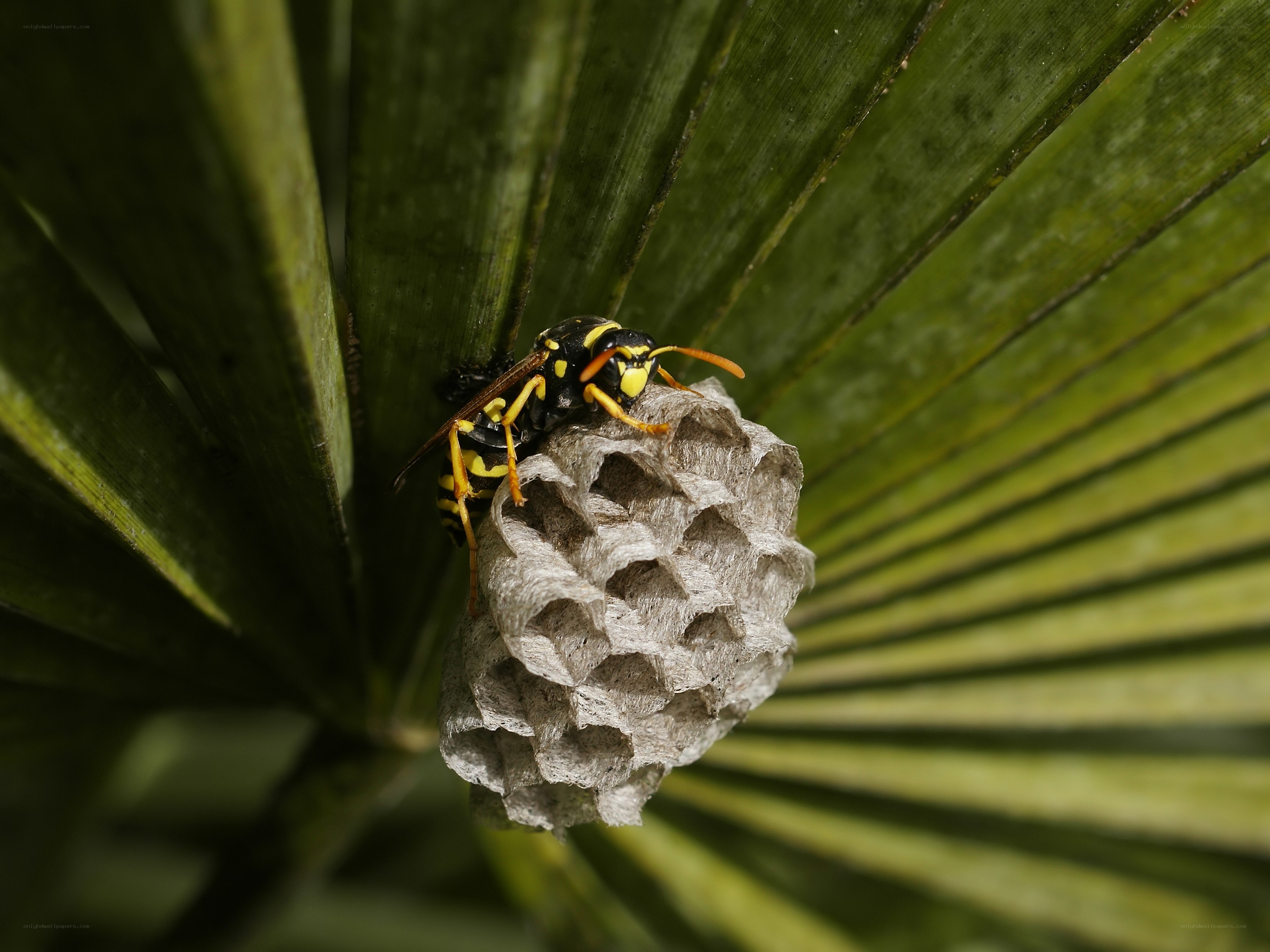 wasp on nest under leaf