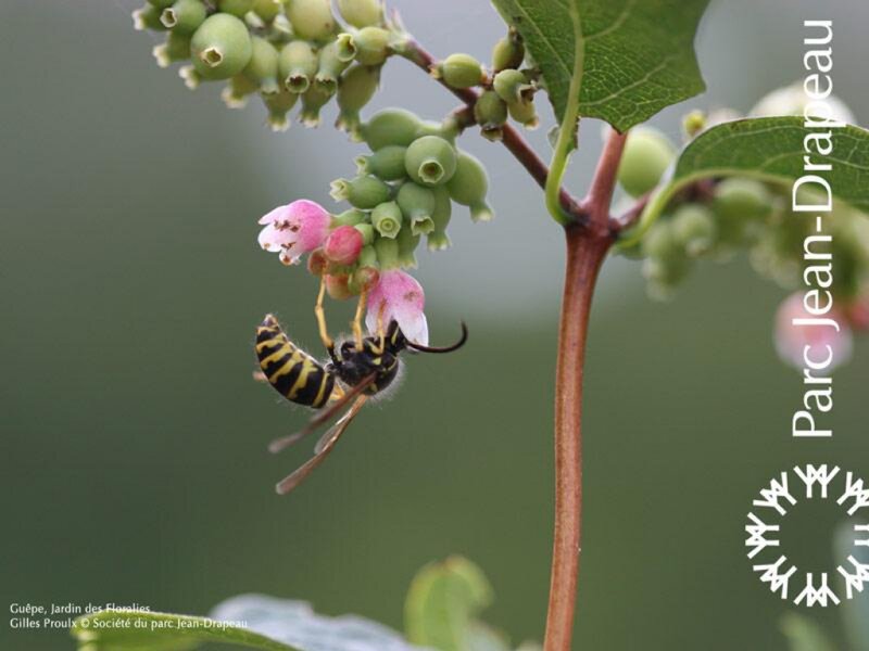 Wasp on Pink Flower — Green