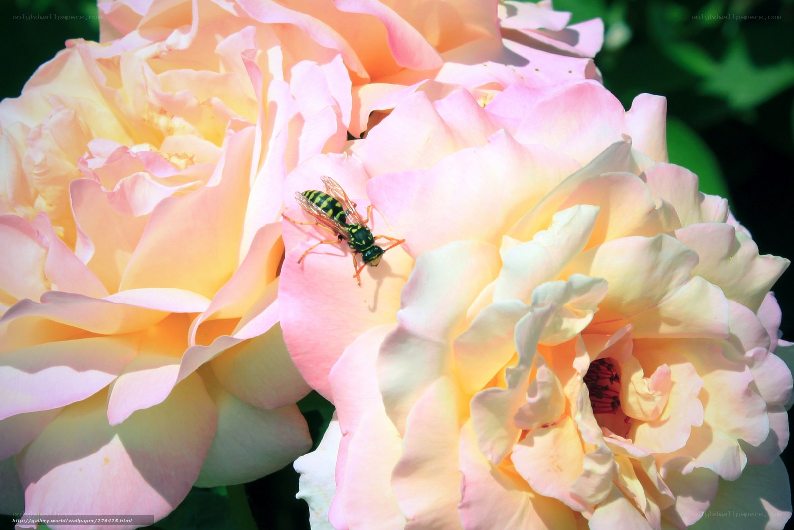 wasp on pink rose petals