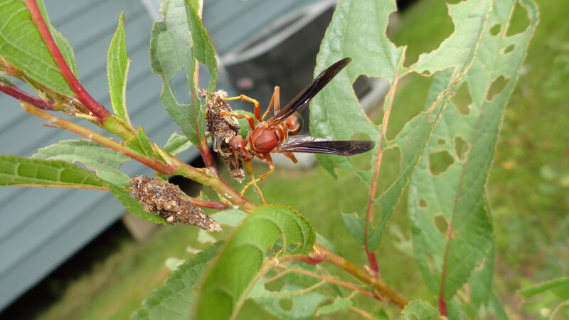 Wasp on Plant Branch