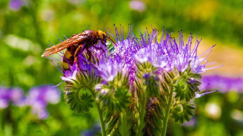 Wasp on Purple Flower — Natural, Afternoon, Photograph, Insect