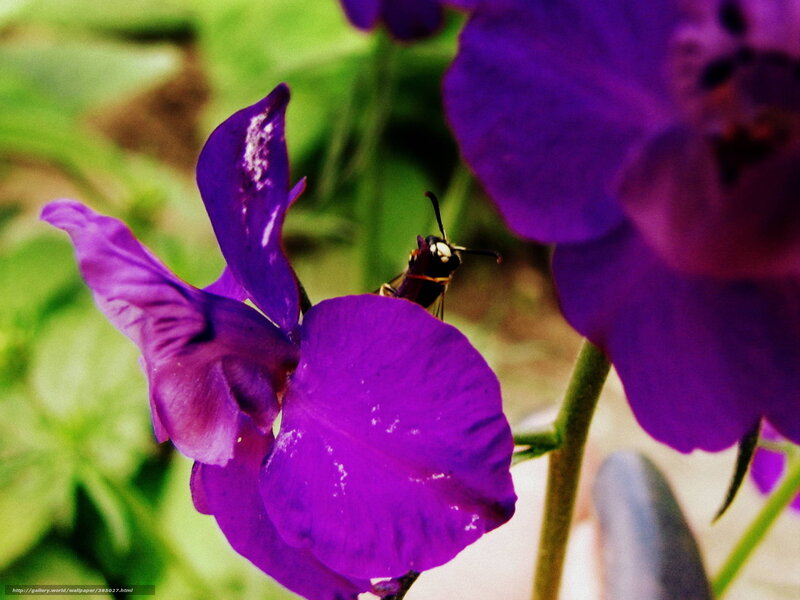 Wasp on Purple Flower — Natural, Afternoon