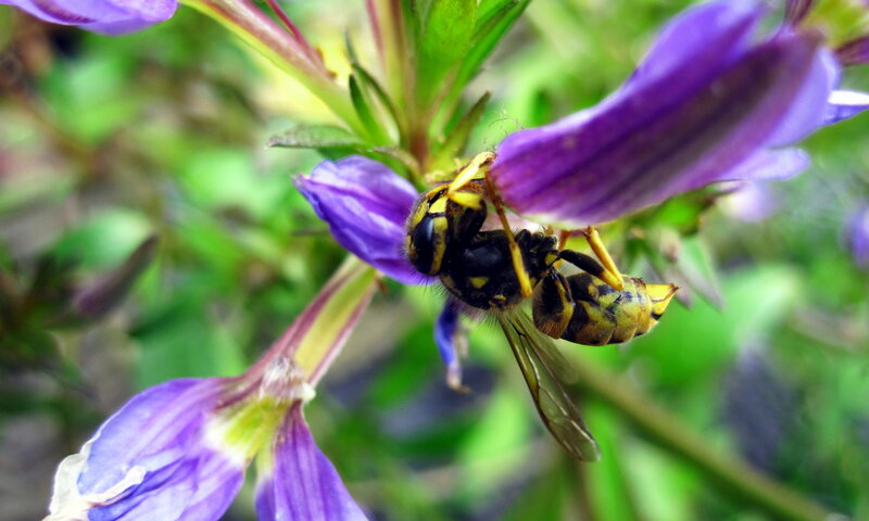 Wasp on Purple Flower — Natural