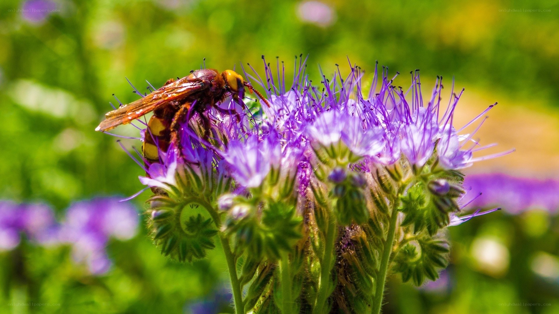 wasp on purple flower