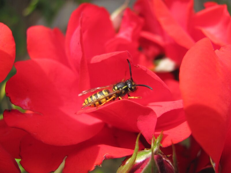 wasp on red rose