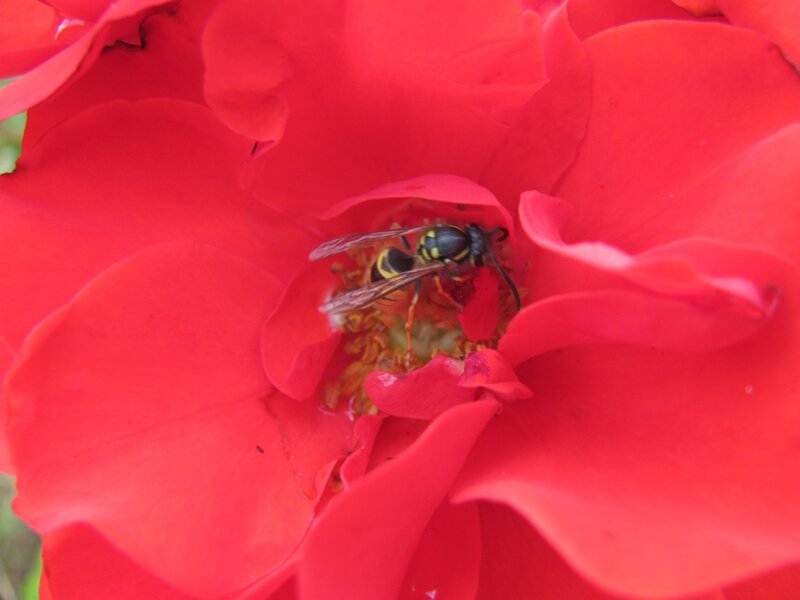 wasp on red rose