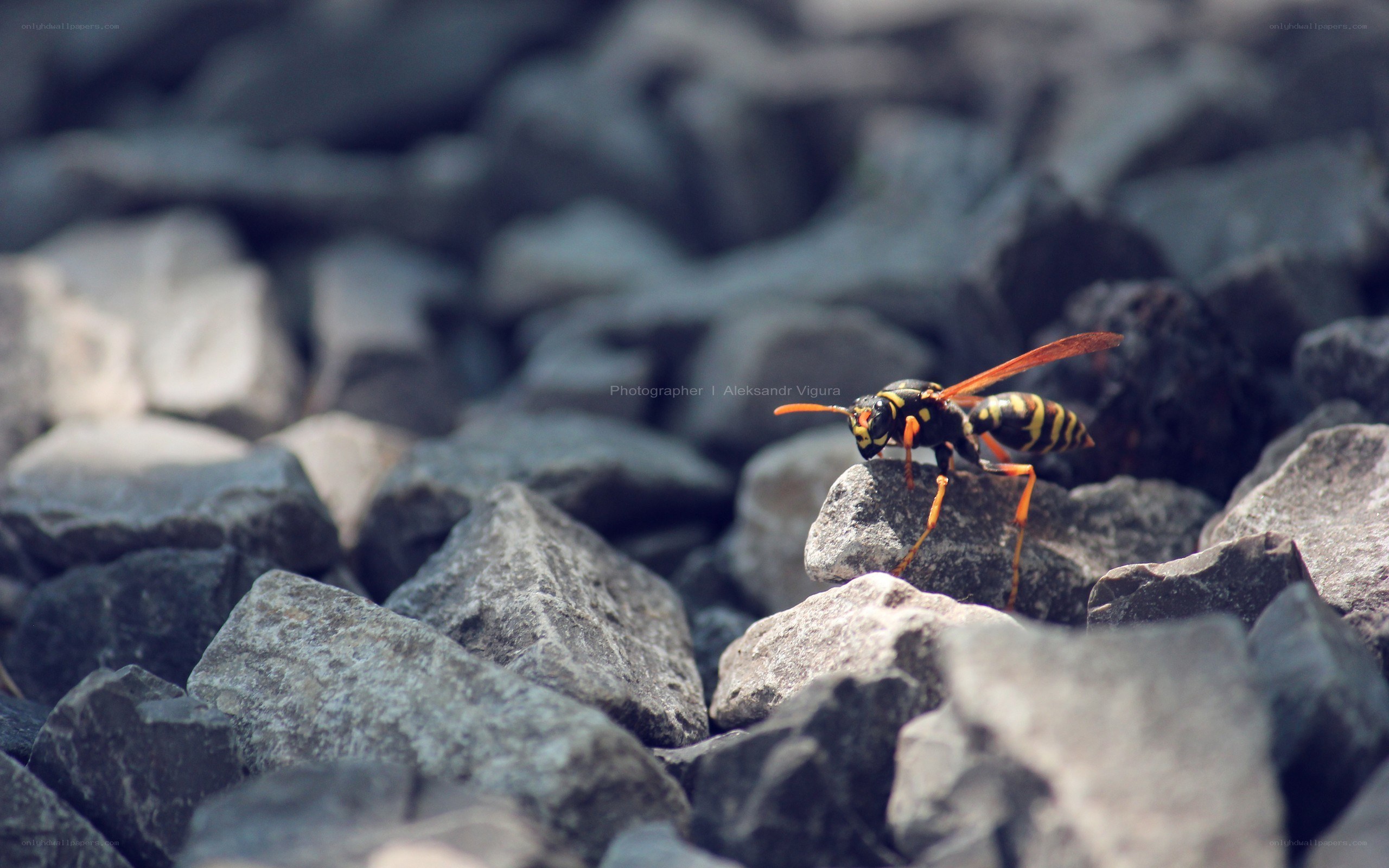 wasp on rocky surface