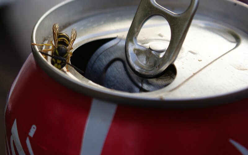 Wasp on Soda Can