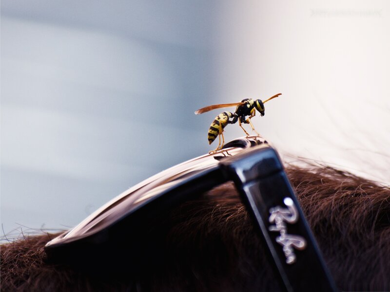 Wasp on Sunglasses