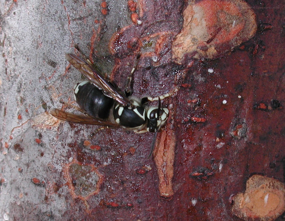 wasp on tree bark
