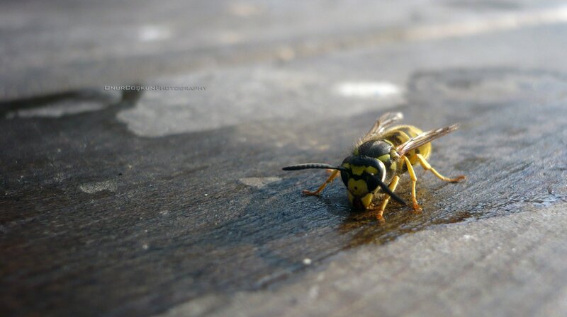wasp on wet surface
